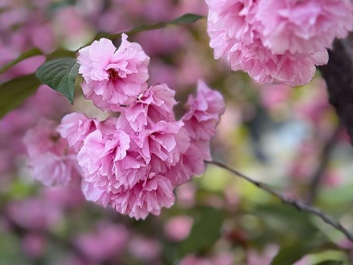 Длительное проживание